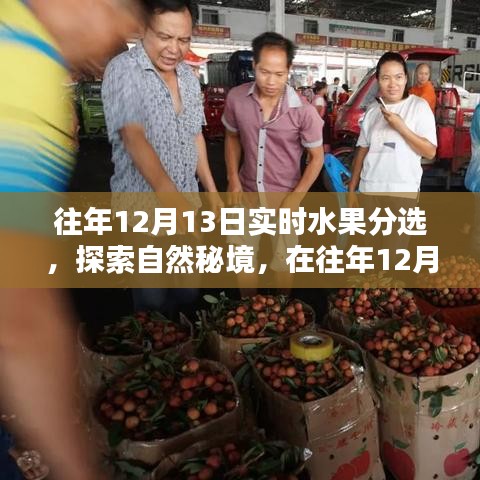 探索自然秘境，水果盛宴中的寧靜與平和體驗(yàn)