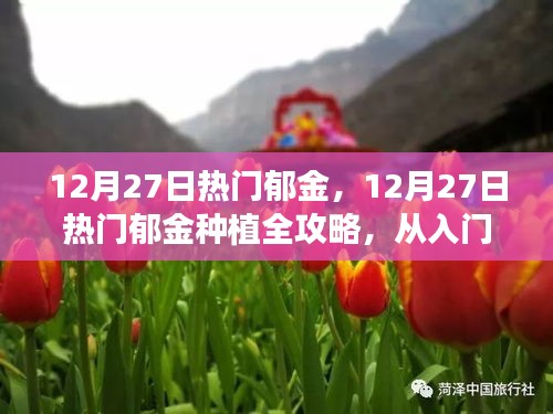 12月27日熱門(mén)郁金種植指南，從入門(mén)到精通的全面步驟