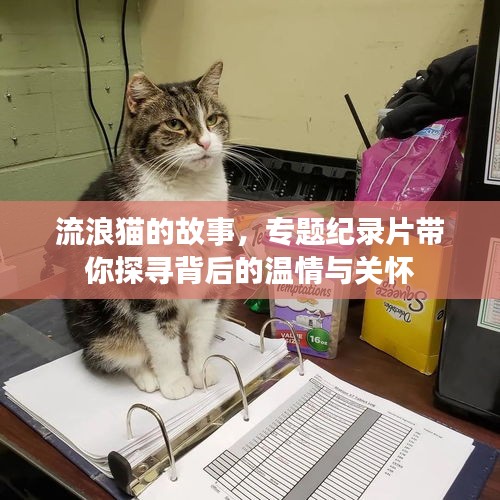 流浪貓的故事，專題紀(jì)錄片帶你探尋背后的溫情與關(guān)懷