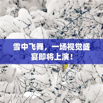 雪中飛舞，一場(chǎng)視覺(jué)盛宴即將上演！