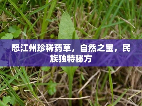 怒江州珍稀藥草，自然之寶，民族獨(dú)特秘方