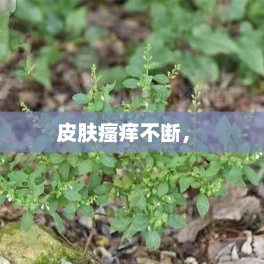皮膚瘙癢不斷， 