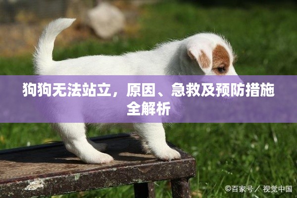 狗狗無法站立，原因、急救及預(yù)防措施全解析