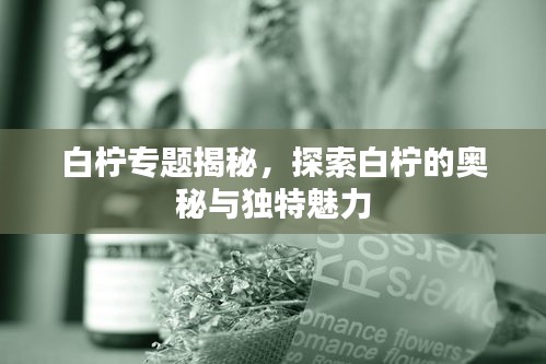 白檸專題揭秘，探索白檸的奧秘與獨(dú)特魅力