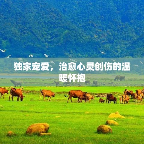 獨(dú)家寵愛(ài)，治愈心靈創(chuàng)傷的溫暖懷抱