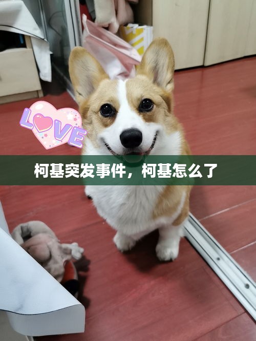 柯基突發(fā)事件，柯基怎么了 