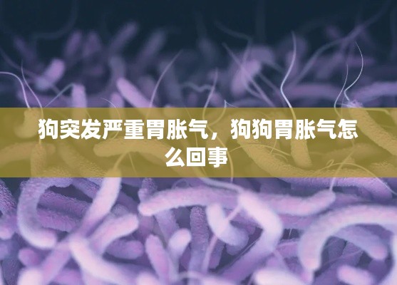 狗突發(fā)嚴(yán)重胃脹氣，狗狗胃脹氣怎么回事 