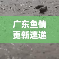 廣東魚情更新速遞，今日最新動(dòng)態(tài)一網(wǎng)打盡！