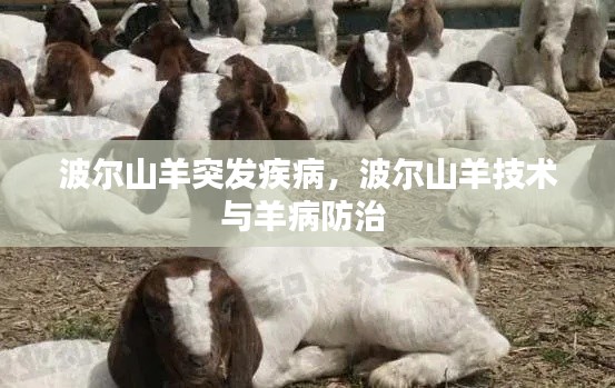 波爾山羊突發(fā)疾病，波爾山羊技術(shù)與羊病防治 