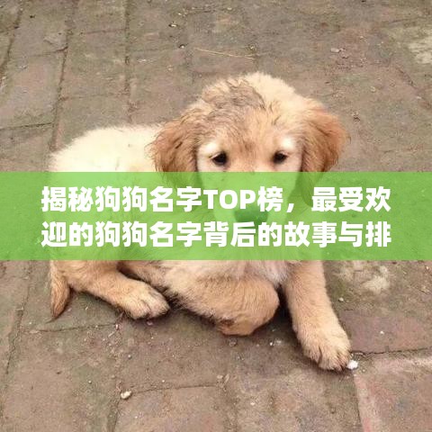 揭秘狗狗名字TOP榜，最受歡迎的狗狗名字背后的故事與排名