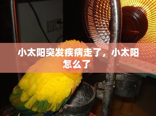 小太陽(yáng)突發(fā)疾病走了，小太陽(yáng)怎么了 