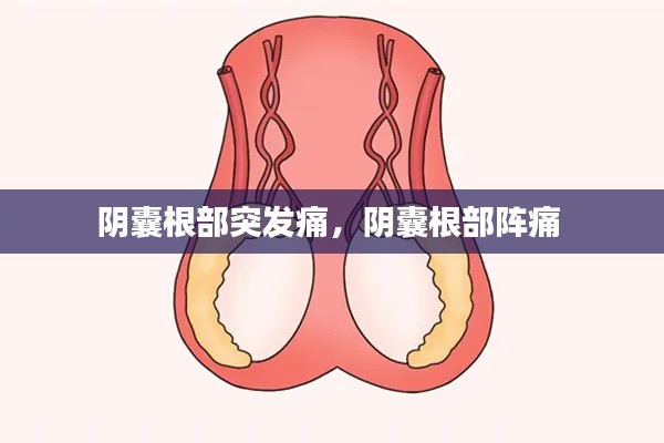 陰囊根部突發(fā)痛，陰囊根部陣痛 