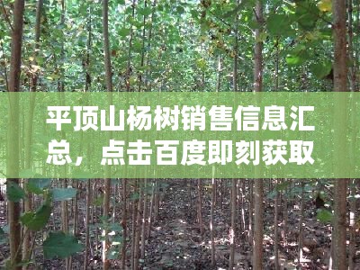 平頂山楊樹銷售信息匯總，點擊百度即刻獲?。? class=