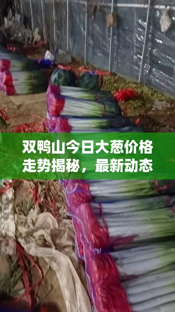 雙鴨山今日大蔥價格走勢揭秘，最新動態(tài)一網打盡！