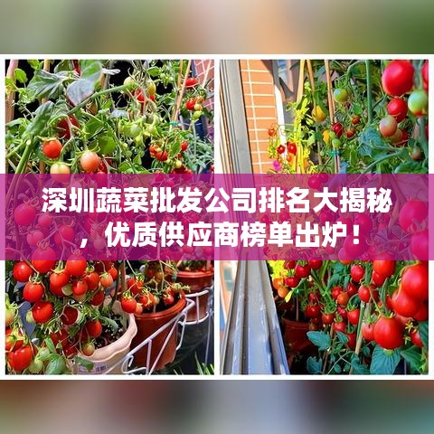 深圳蔬菜批發(fā)公司排名大揭秘，優(yōu)質(zhì)供應(yīng)商榜單出爐！