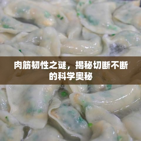 肉筋韌性之謎，揭秘切斷不斷的科學(xué)奧秘