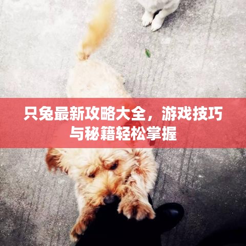 只兔最新攻略大全，游戲技巧與秘籍輕松掌握