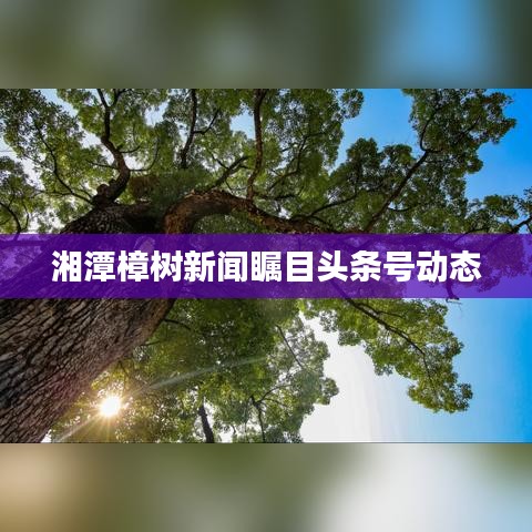 湘潭樟樹(shù)新聞矚目頭條號(hào)動(dòng)態(tài)
