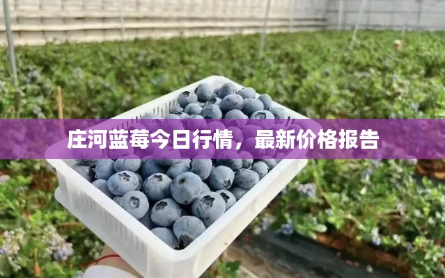 莊河藍莓今日行情，最新價格報告