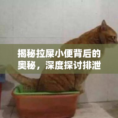 揭秘拉屎小便背后的奧秘，深度探討排泄系統(tǒng)的秘密