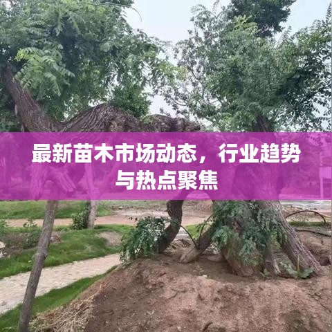 最新苗木市場動態(tài)，行業(yè)趨勢與熱點聚焦