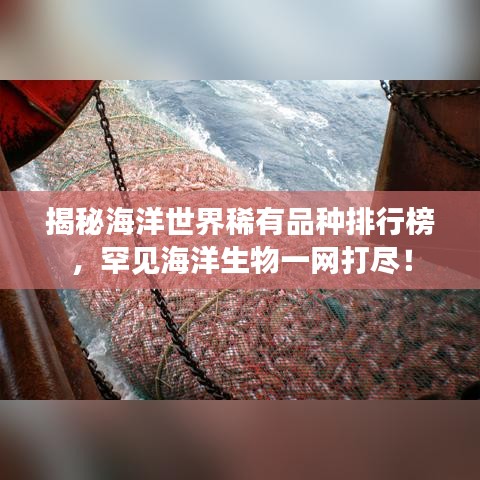 揭秘海洋世界稀有品種排行榜，罕見海洋生物一網(wǎng)打盡！