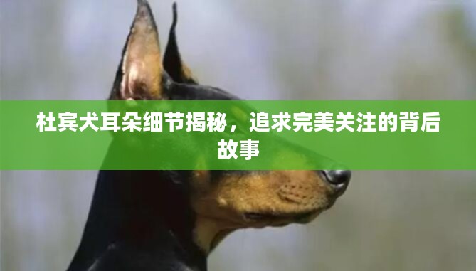 杜賓犬耳朵細(xì)節(jié)揭秘，追求完美關(guān)注的背后故事