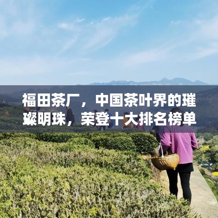 福田茶廠，中國(guó)茶葉界的璀璨明珠，榮登十大排名榜單