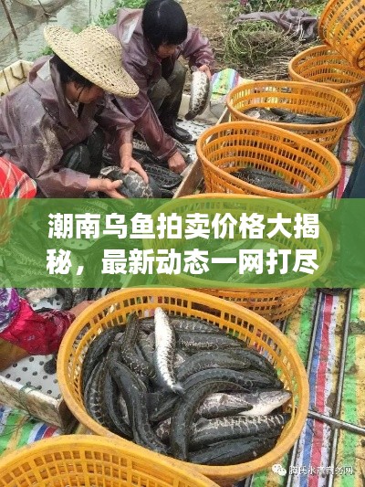 潮南烏魚拍賣價(jià)格大揭秘，最新動(dòng)態(tài)一網(wǎng)打盡