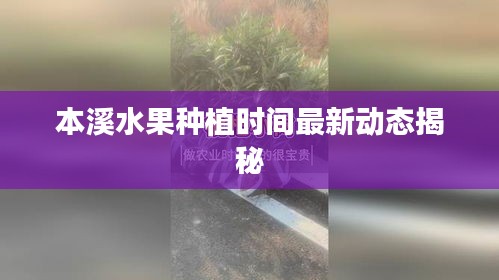 本溪水果種植時間最新動態(tài)揭秘