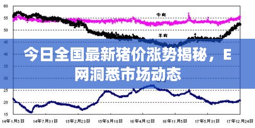 今日全國最新豬價漲勢揭秘，E網(wǎng)洞悉市場動態(tài)