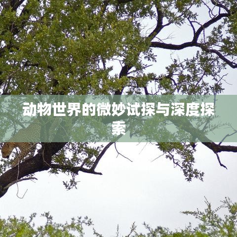 動物世界的微妙試探與深度探索