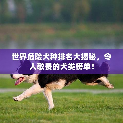 世界危險犬種排名大揭秘，令人敬畏的犬類榜單！