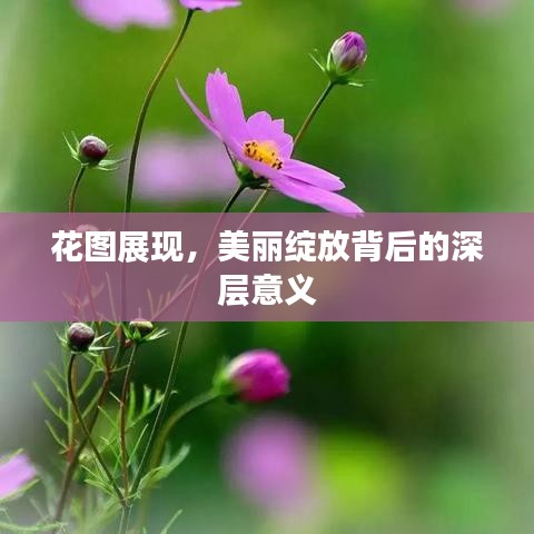 花圖展現(xiàn)，美麗綻放背后的深層意義