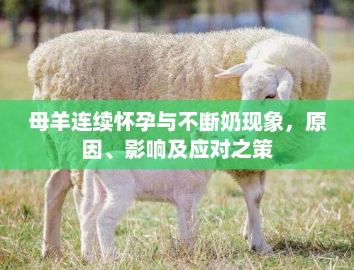 母羊連續(xù)懷孕與不斷奶現象，原因、影響及應對之策