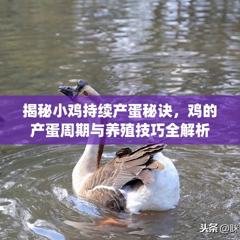 揭秘小雞持續(xù)產(chǎn)蛋秘訣，雞的產(chǎn)蛋周期與養(yǎng)殖技巧全解析