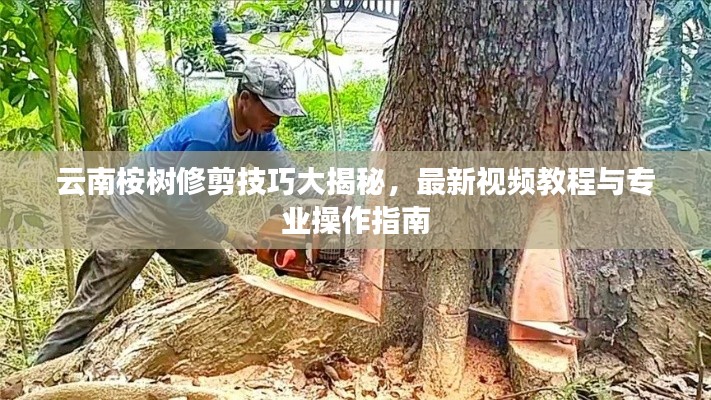 云南桉樹(shù)修剪技巧大揭秘，最新視頻教程與專業(yè)操作指南