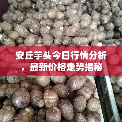 安丘芋頭今日行情分析，最新價(jià)格走勢(shì)揭秘