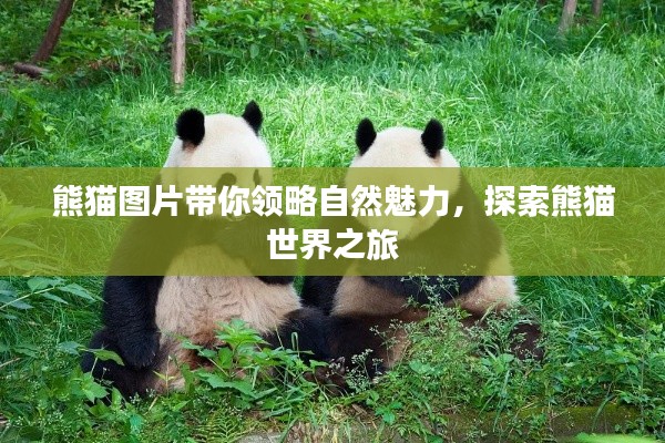 熊貓圖片帶你領(lǐng)略自然魅力，探索熊貓世界之旅