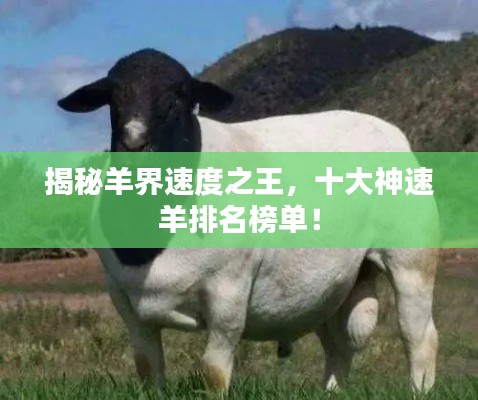 揭秘羊界速度之王，十大神速羊排名榜單！