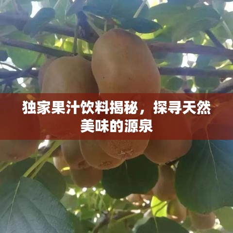 獨(dú)家果汁飲料揭秘，探尋天然美味的源泉
