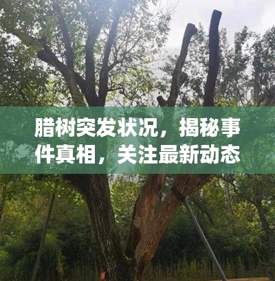 臘樹(shù)突發(fā)狀況，揭秘事件真相，關(guān)注最新動(dòng)態(tài)
