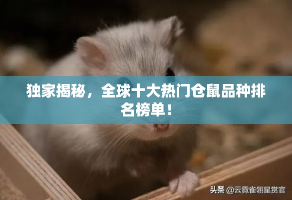 獨家揭秘，全球十大熱門倉鼠品種排名榜單！