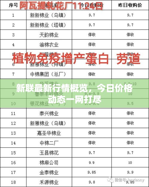 新聯(lián)最新行情概覽，今日價格動態(tài)一網(wǎng)打盡