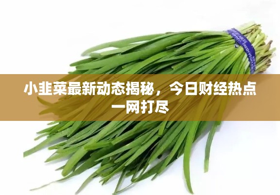小韭菜最新動態(tài)揭秘，今日財經(jīng)熱點一網(wǎng)打盡