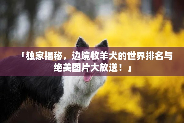 「獨家揭秘，邊境牧羊犬的世界排名與絕美圖片大放送！」