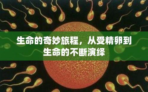 生命的奇妙旅程，從受精卵到生命的不斷演繹