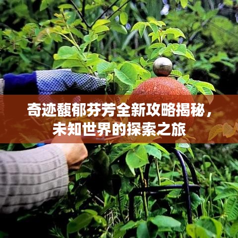 奇跡馥郁芬芳全新攻略揭秘，未知世界的探索之旅