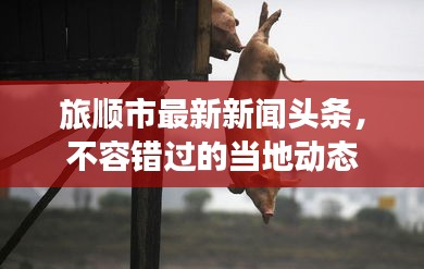 旅順市最新新聞?lì)^條，不容錯(cuò)過的當(dāng)?shù)貏討B(tài)