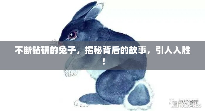 不斷鉆研的兔子，揭秘背后的故事，引人入勝！